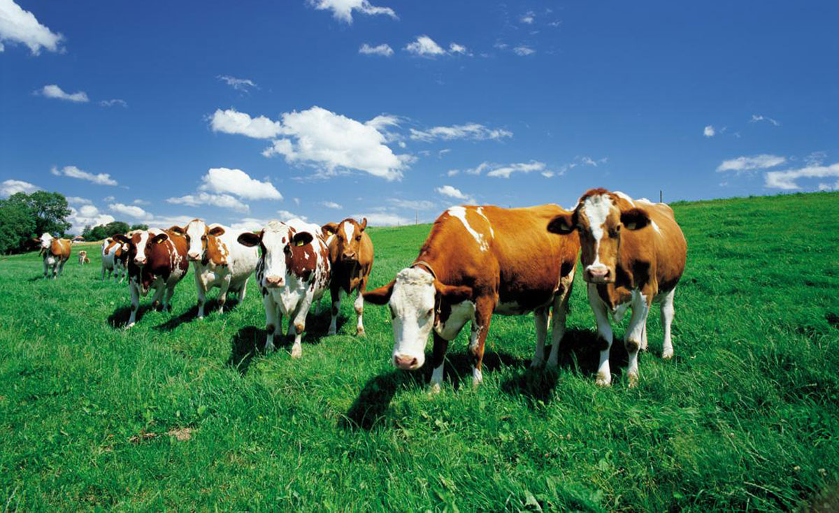 海右博納簽約如康集團(tuán)品牌形象全案策劃/設(shè)計(jì)